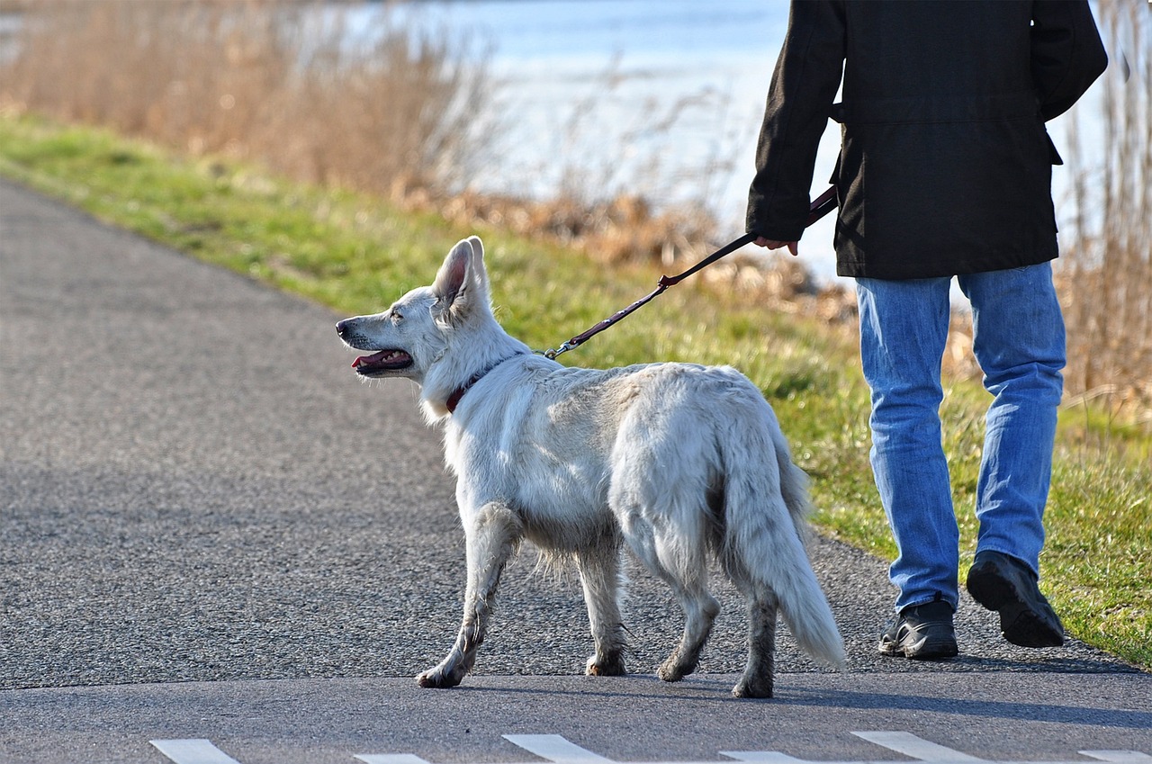 How often should I walk my dog, and for how long?