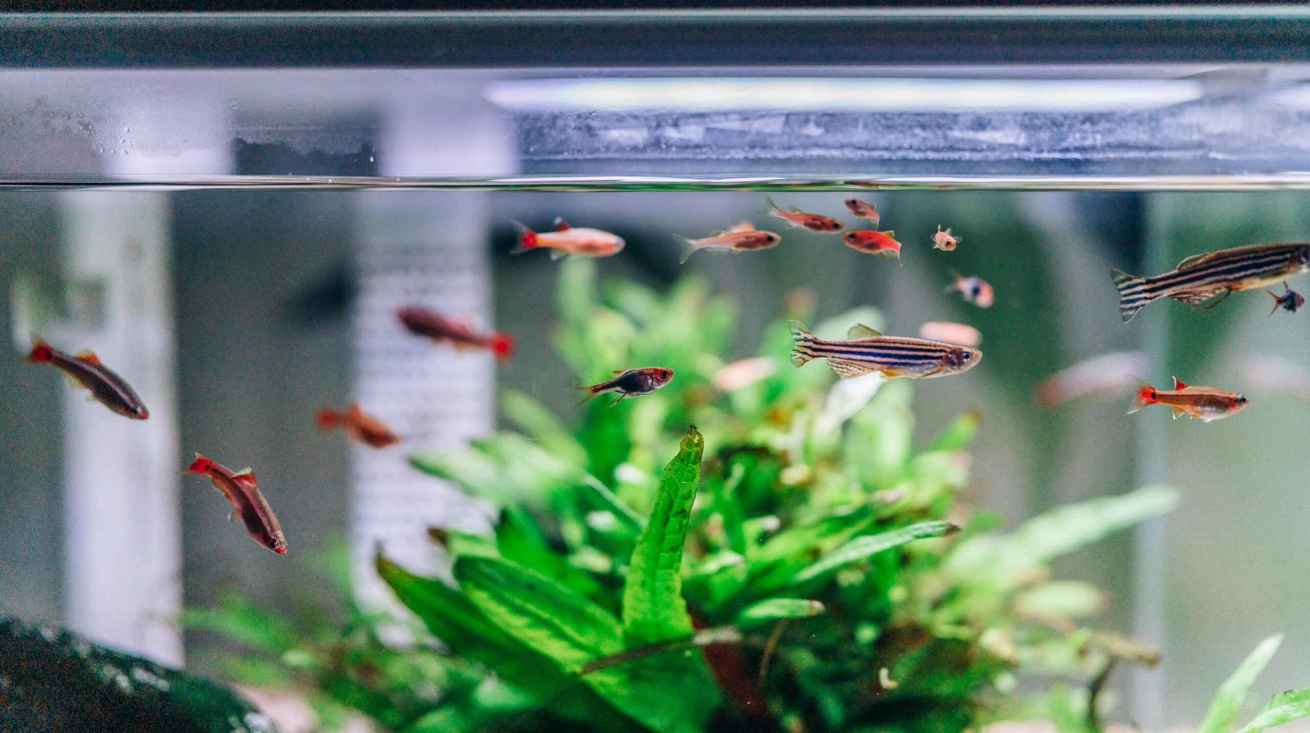 How do I maintain proper water quality in my aquarium?