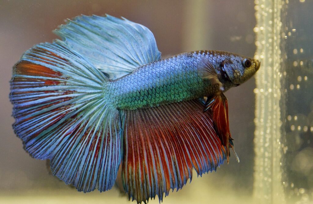 beta fish low maintenance pets