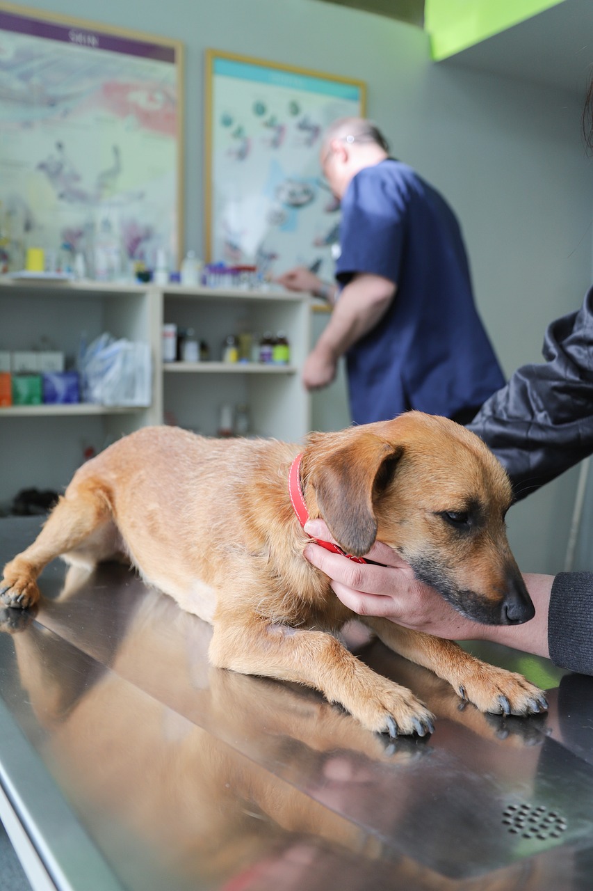 What vaccinations does my dog need, and how often should they
